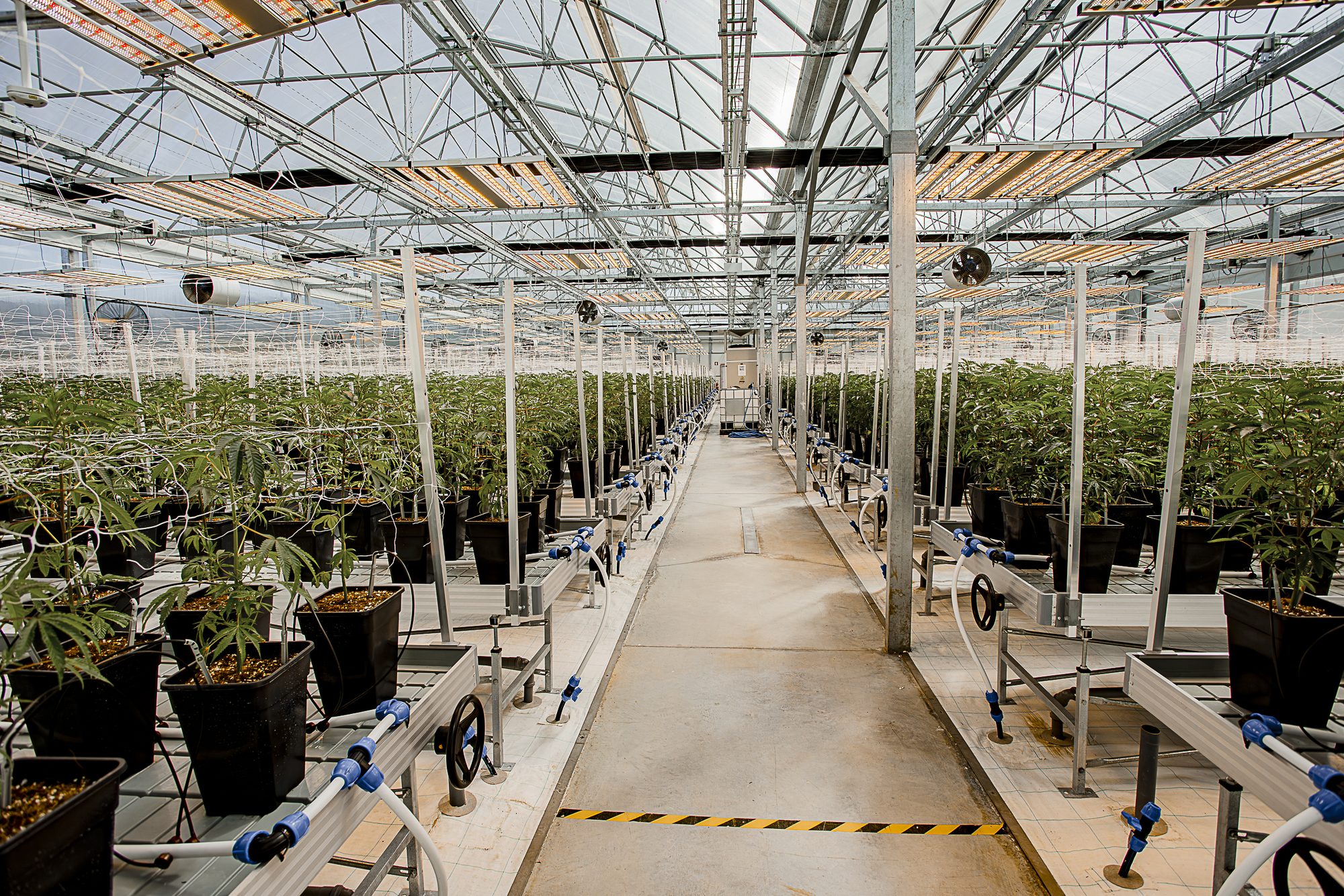 Premium Cannabis Plant