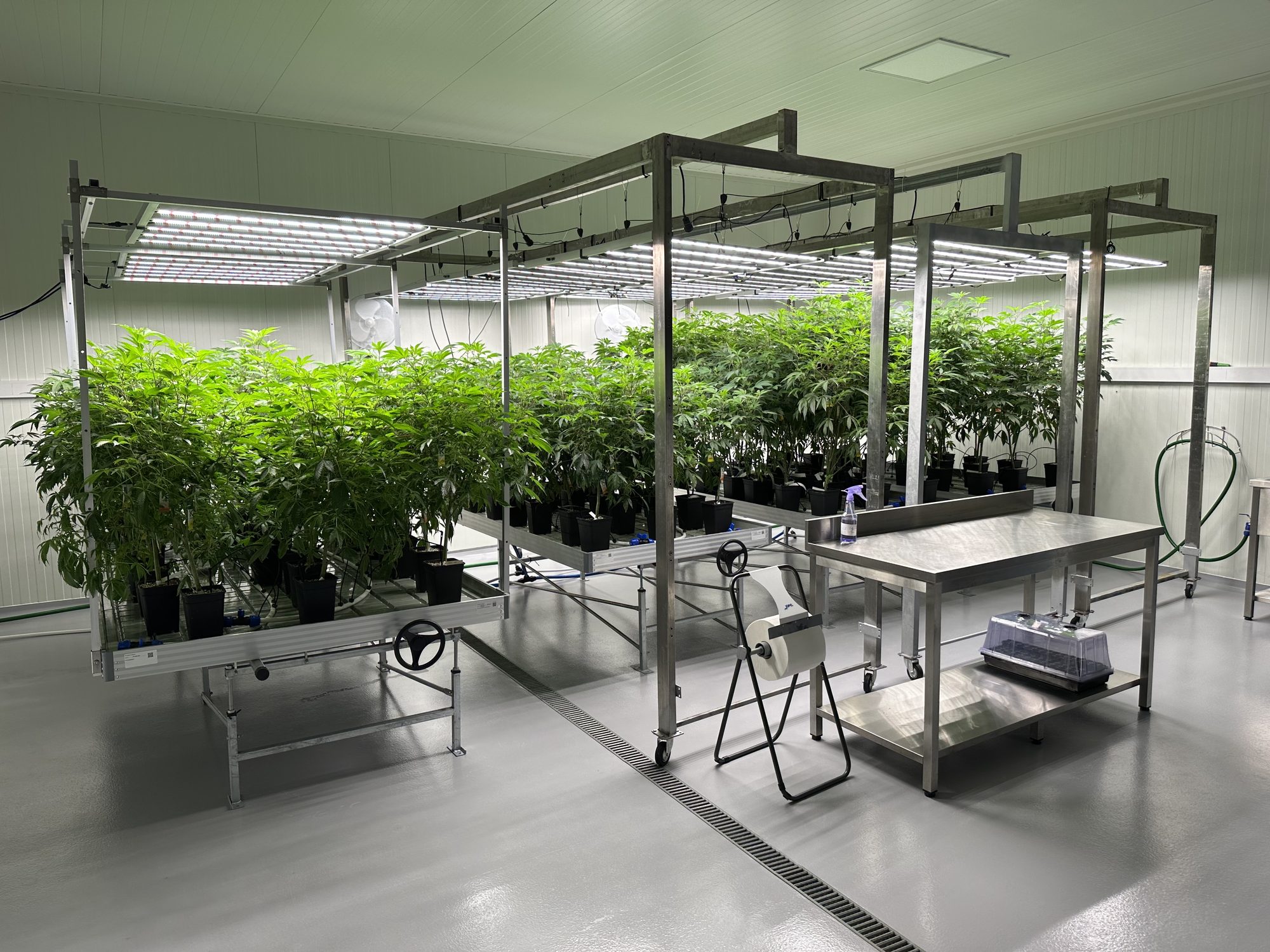 Premium Cannabis Cultivation