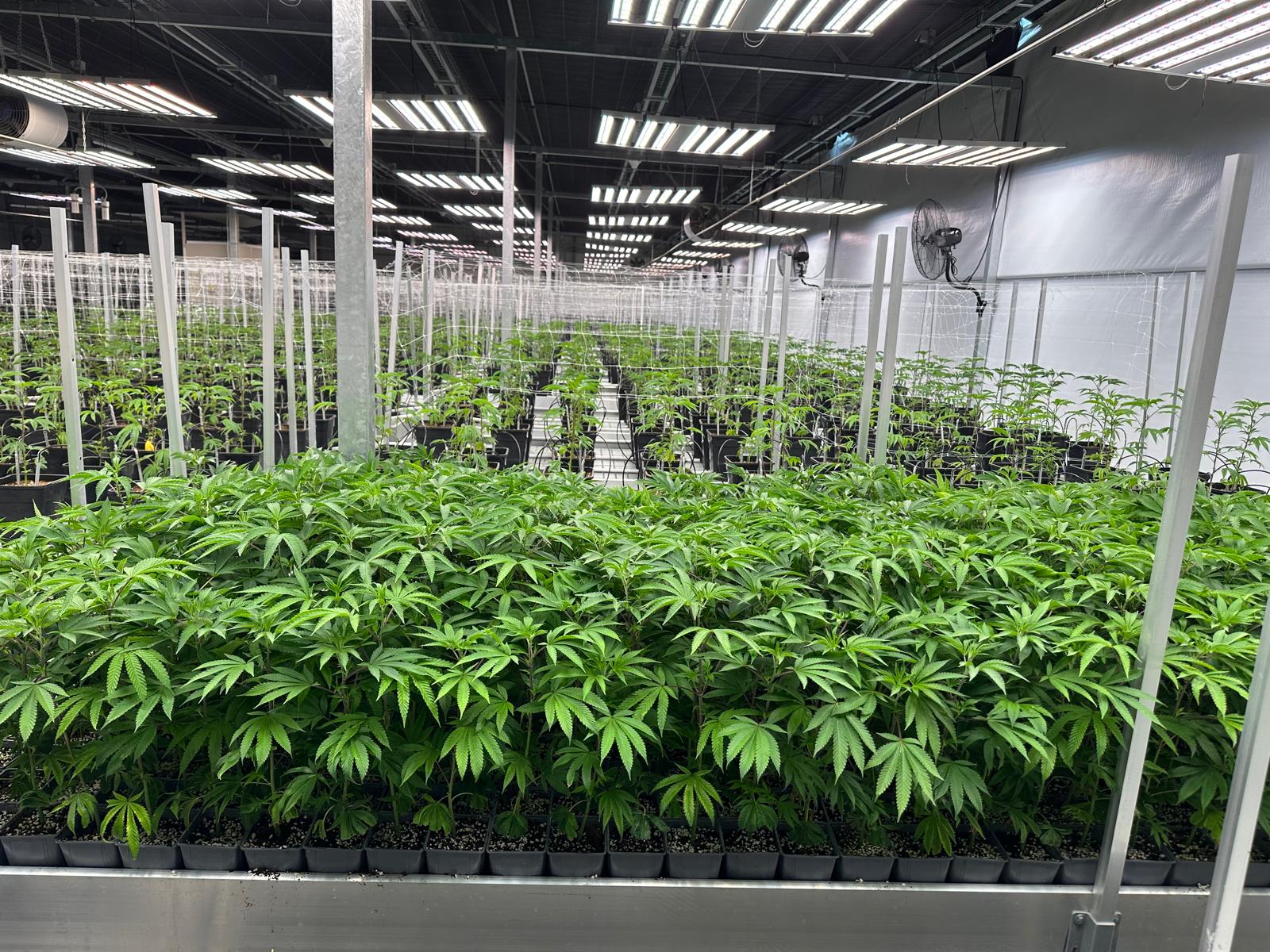 Grüne Cannabis Pflanzen